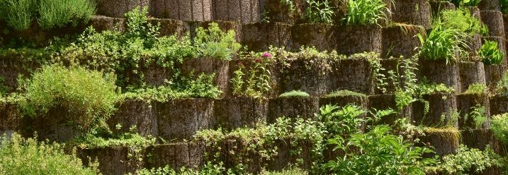 bewachsene Mauer aus Pflanzringe